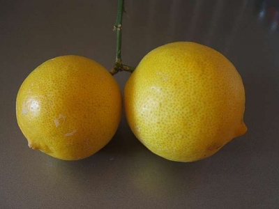 Vainiglia limon