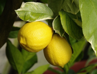 Limone variegato